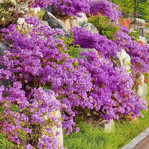 Azalea Elsie Lee